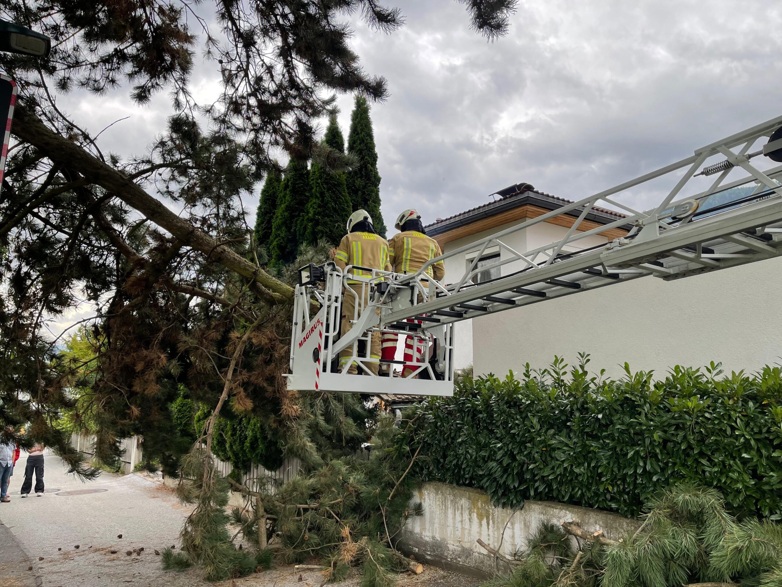 Mehr über den Artikel erfahren Umgestürzter Baum